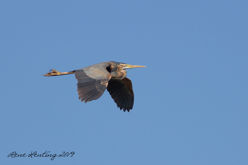 Purperreiger