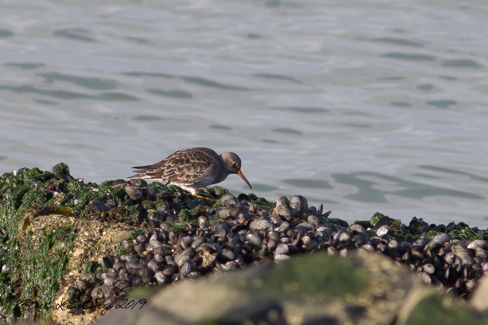 Paarse Strandloper