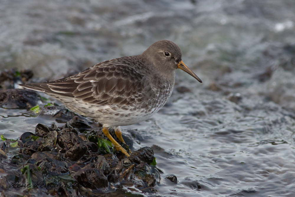 Paarse Strandloper