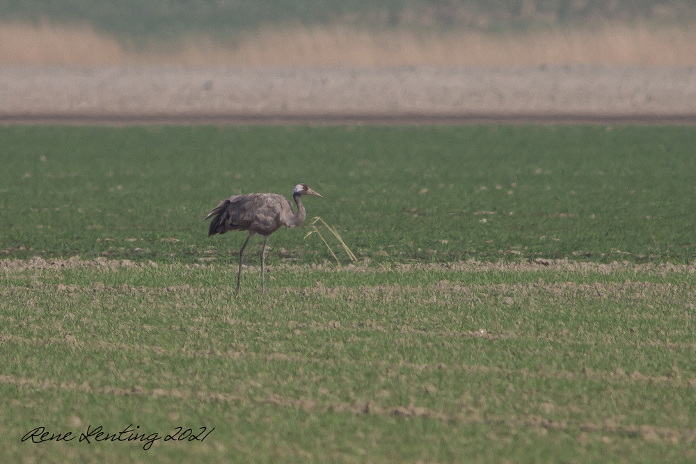 Kraanvogel