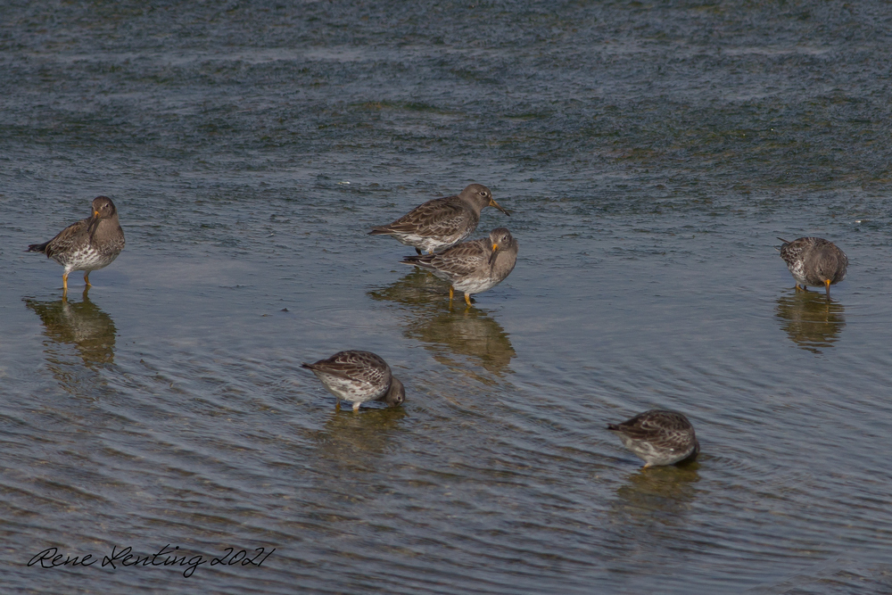 Paarse Strandloper