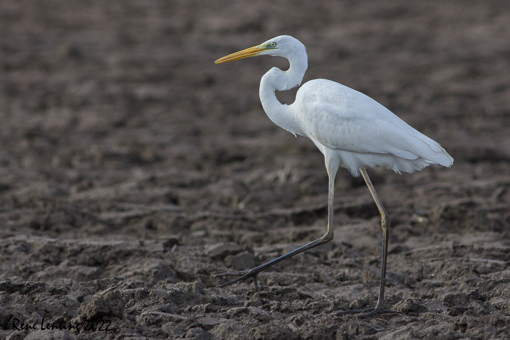 Grote Zilverreiger