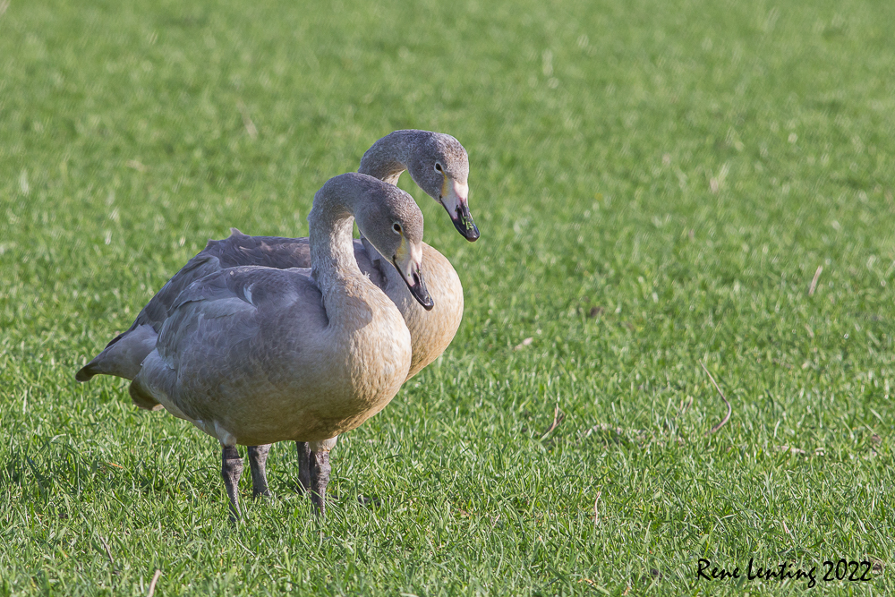 Wilde Zwaan