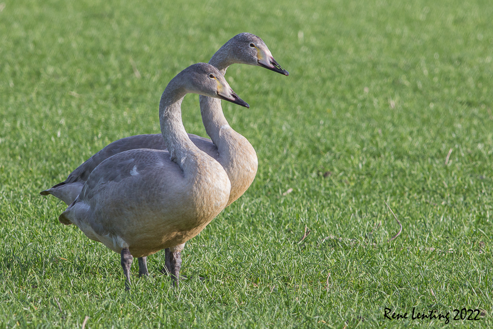 Wilde Zwaan