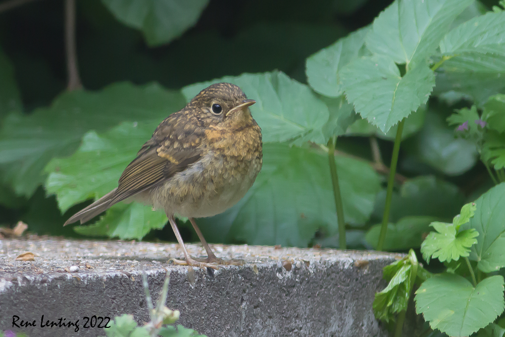 Roodborst