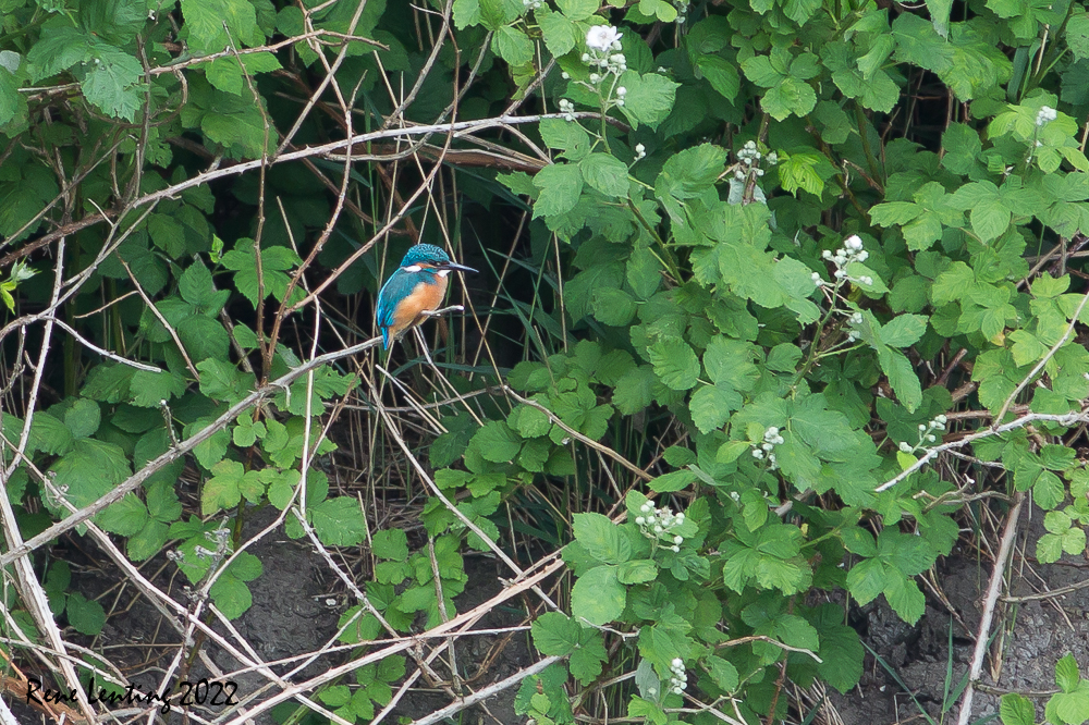 IJsvogel