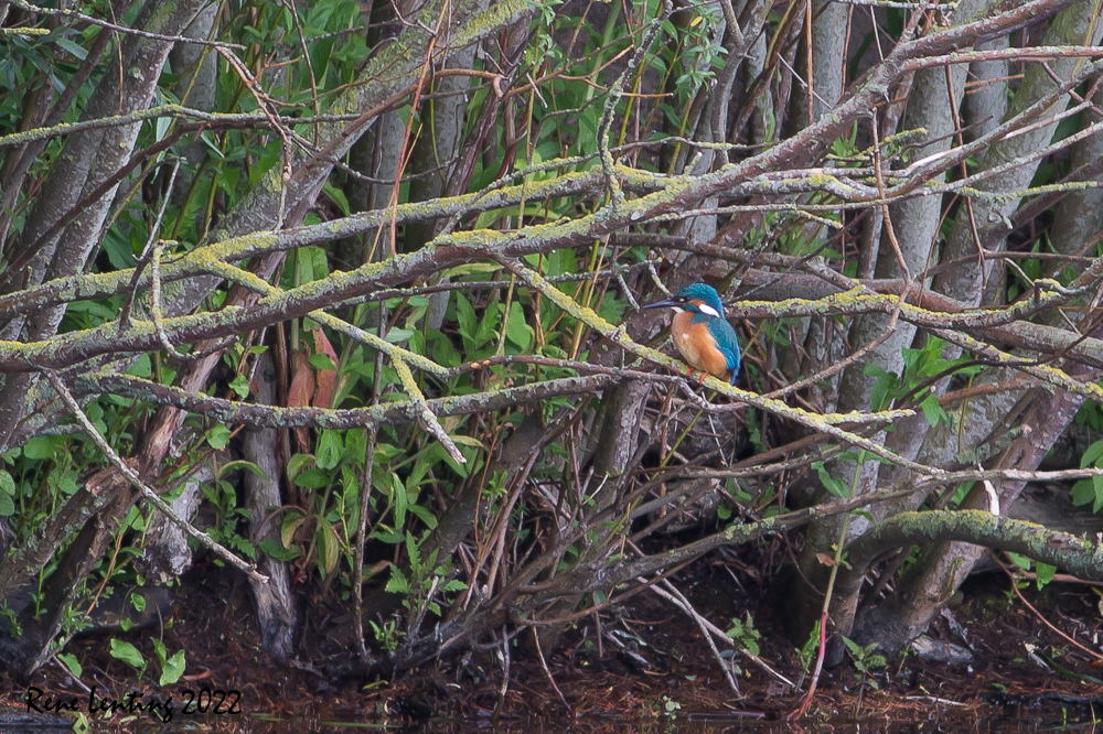 IJsvogel