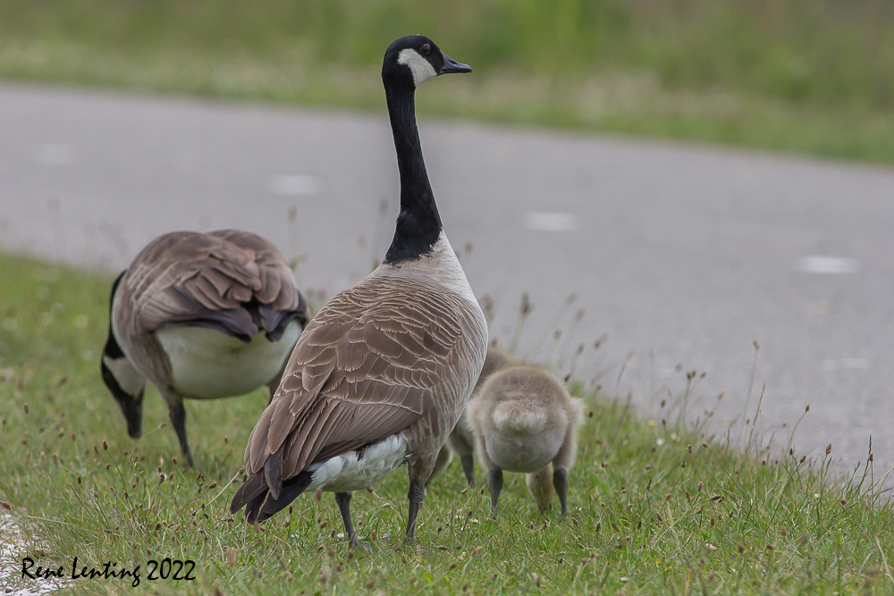 Grote Canadese Gans