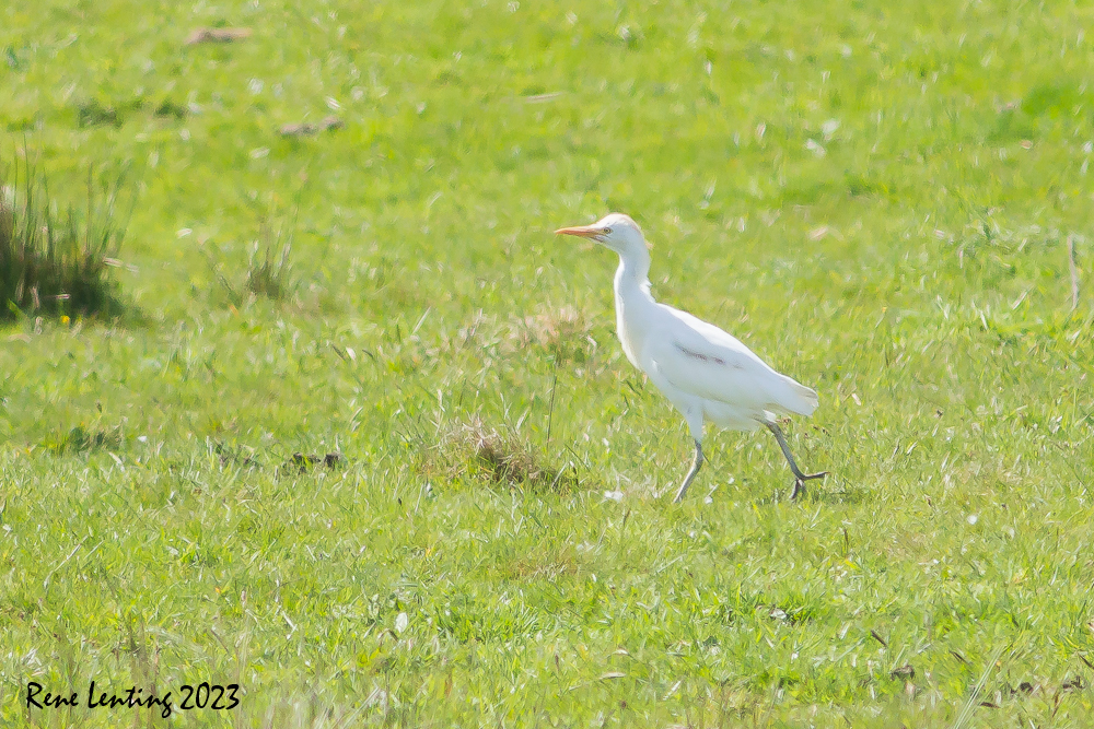 Koereiger
