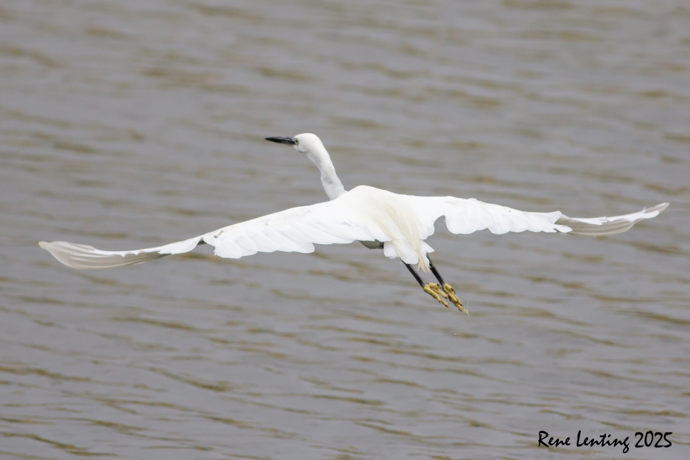 Kleine Zilverreiger